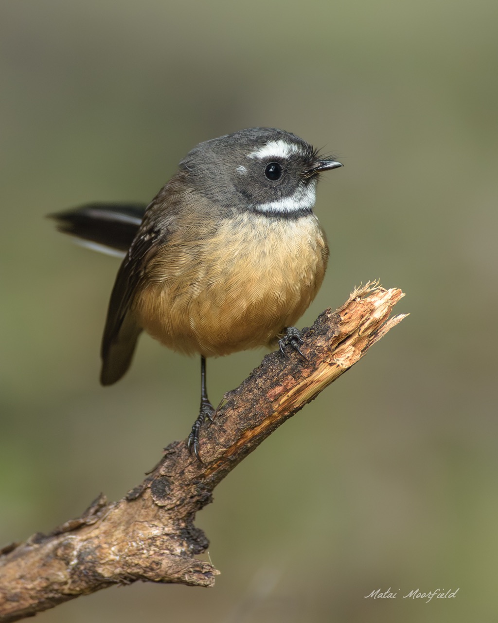 Native New Zealand Fantail branch fine art bird photo - Fine Art Wildlife New Zealand bird photo